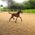 2014 filly by Clapton